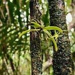 Lemurella papillosa Hoja