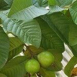 Psidium guajava Плід