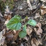 Geum virginianum Leaf