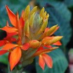 Aphelandra aurantiaca Çiçek