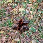 Lilium martagon Fruto