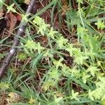 Cruciata pedemontana Yaprak