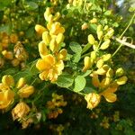 Senna bicapsularis Blomst