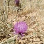 Onopordum tauricum Flower