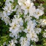 Exochorda racemosa Flor
