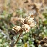 Acaena integerrima Fruit