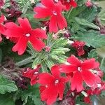 Verbena peruviana Flower