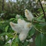 Salix hastata 花