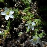 Arenaria ligericina Habit