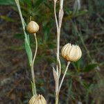 Linum lewisii Flower