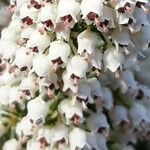 Erica arborea Fiore