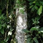 Nectandra membranacea Fruit