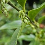 Sarcococca confusa Sonstige