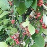 Schisandra chinensis Plod