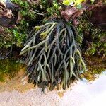Salicornia procumbens পাতা