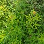 Crotalaria goreensis Staniste