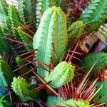 Euphorbia ferox Leaf