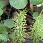 Equisetum sylvaticum Levél