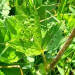 Geum rivale Feuille