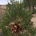 Pinus edulis Fruto