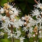 Tiarella cordifolia Kvet