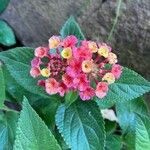 Lantana camaraÕis