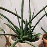 Dracaena stuckyiHostoa