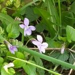Viola canina Цвят