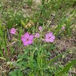 Geranium viscosissimum Kvet