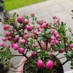 Gaultheria mucronata Fruit