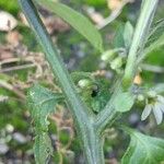 Solanum nigrum Bark