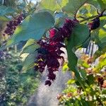 Leycesteria formosa Mbuma