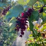 Leycesteria formosa Frucht