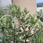 Feijoa sellowiana 葉