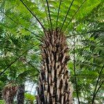 Dicksonia antarctica 整株植物