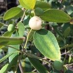 Ziziphus rivularis Fruit