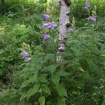 Campanula latifolia ശീലം