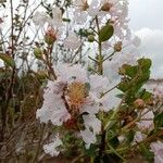 Lagerstroemia speciosaЦвят