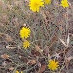 Launaea fragilis Flower