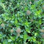 Thymus serpyllum Leaf