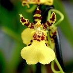 Oncidium leleui Кветка