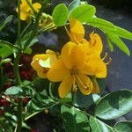 Senna corymbosa 整株植物