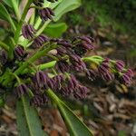 Daphniphyllum himalense Tabia