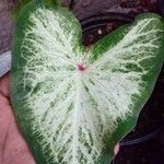 Caladium bicolor Levél