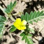 Tribulus terrestris പുഷ്പം