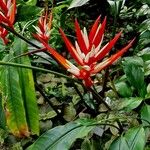 Heliconia angusta Flor