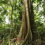 Gilletiodendron kisantuense Bark