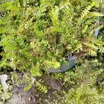 Leptinella squalida ഇല