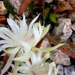 Epiphyllum hookeri Flower