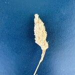 Phalaris aquatica Fula